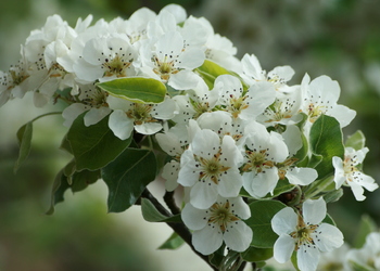 Kultur-Birne (Pyrus communis) - © Emanuel Trummer